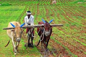 Farmers' anger erupts against the Forest Department